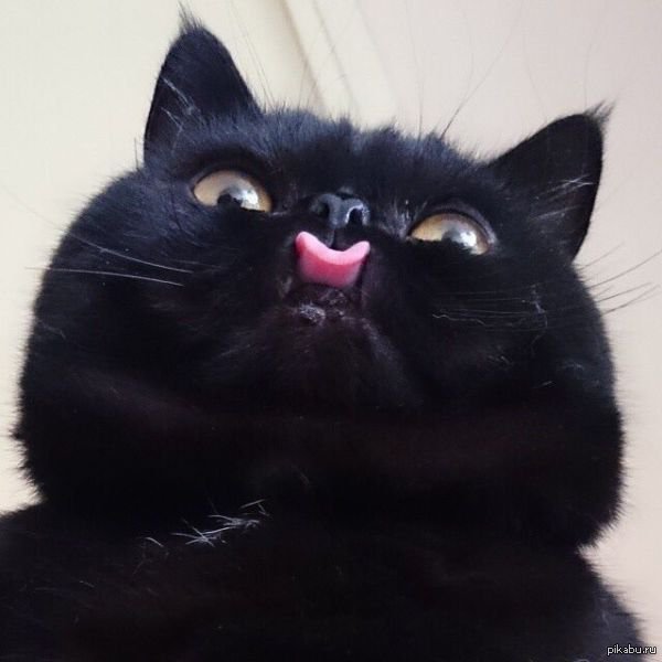 CAT TUNGUE.jpg