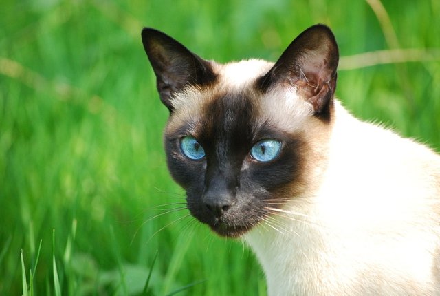 siamese-cat-photo.jpg