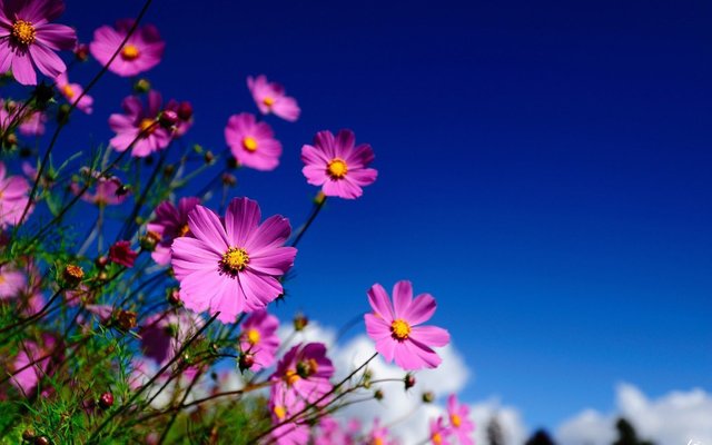 A2QGYmE-flower-wallpaper-for-computer-desktop.jpg