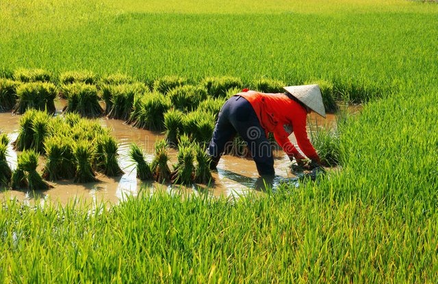 vietnamese-farmer-work-rice-field-buon-me-thuot-vietnam-feb-woman-working-plantation-green-paddy-mud-full-water-people-40655560.jpg