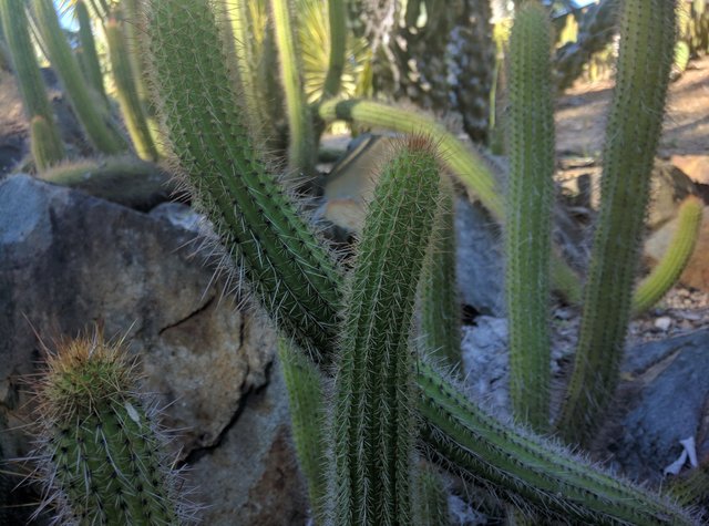 Tube Shape Cacti