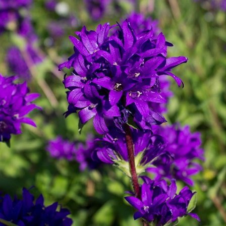 violet-flowers.jpg