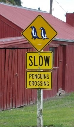 photo_1247875106Penguin-Crossing.jpg