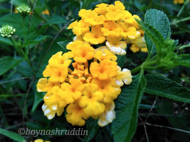 IMG_20171026_144335.jpg