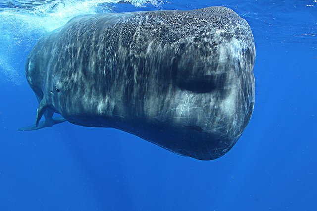 sperm_whale_dominica_11.jpg