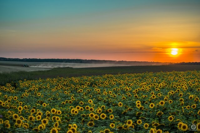 Sunflowers_at_Sunset_Background-396.jpg