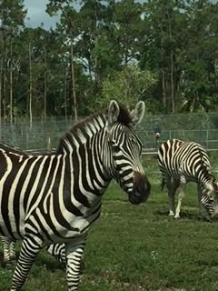 zebra.JPG