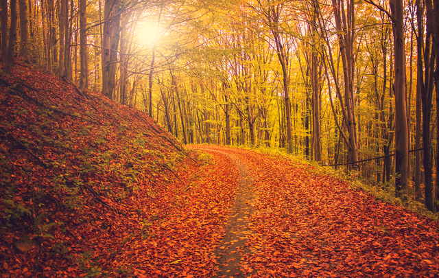 forest_road_by_ferrohanc-d83fjnq.png