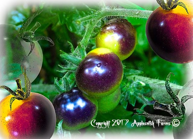 blue_gold_berries_tomato_c.jpg