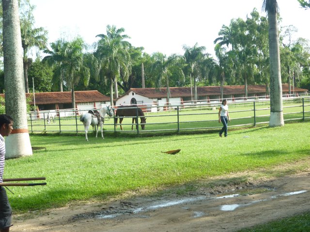 UN LUGAR LLAMADO HACIENDA COUNTRY CLUB (VALENCIA ESTADO CARABOBO) — Steemit