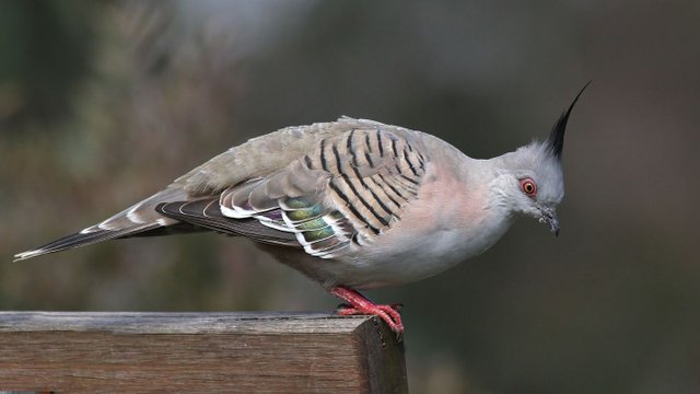 Crested Pigeon Lake King Rutherglen  n3 2017-08-03.jpg