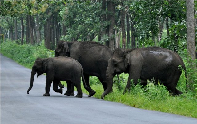 Kerala-tourism-wild-life.jpg