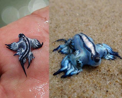 Glaucus atlanticus_innerhacking_com.jpg