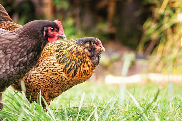free-range-chickens-david-goehring-flickr.jpg