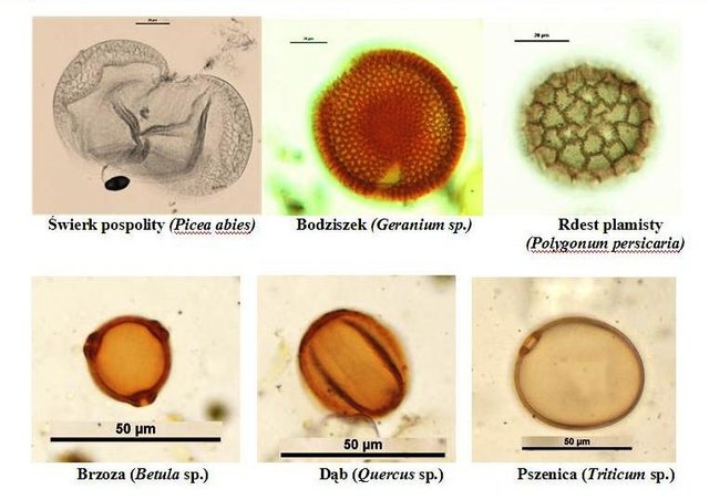 palinologiapykirne.jpg