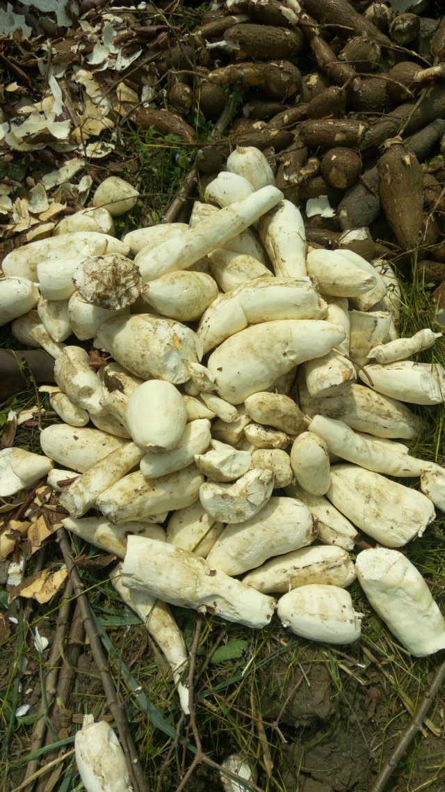 Peeled cassava.jpg
