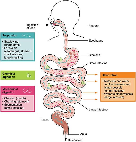 Difference-Between-Digestion-and-Absorption-1.jpg