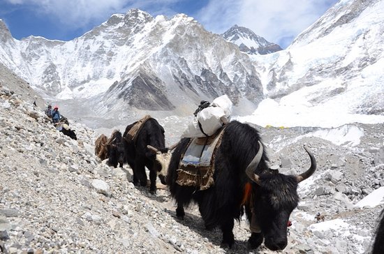 yaks-are-returning-back.jpg