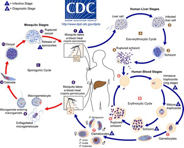 Malaria_lifecycle-CDC 2013 public.jpg
