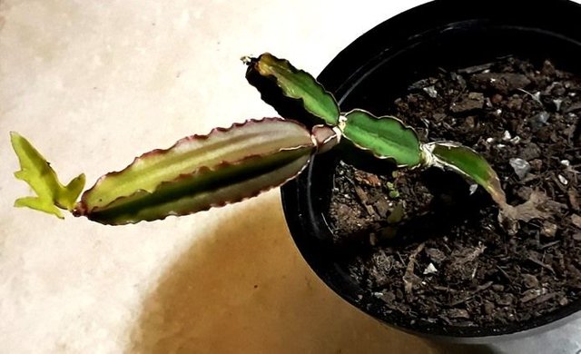 cissus_quadrangularis.jpg