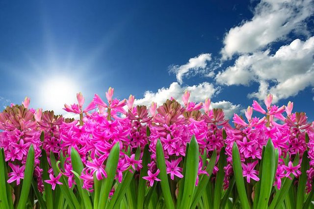 flower-3219718__480.jpg
