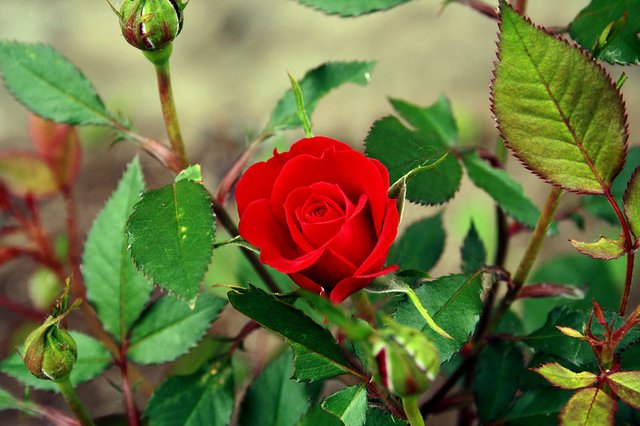17734-a-red-rose-pv.jpg