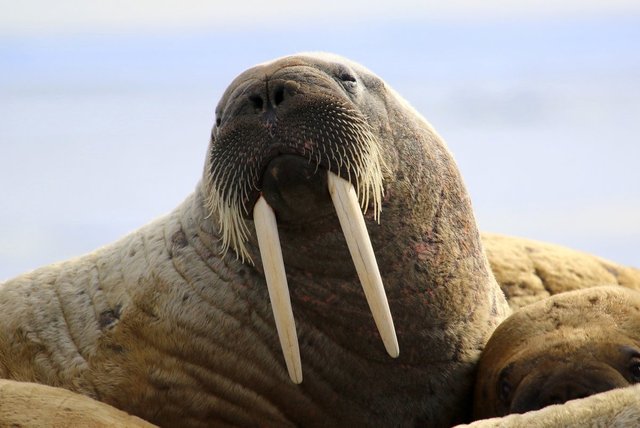 walrus-morse_10.jpg