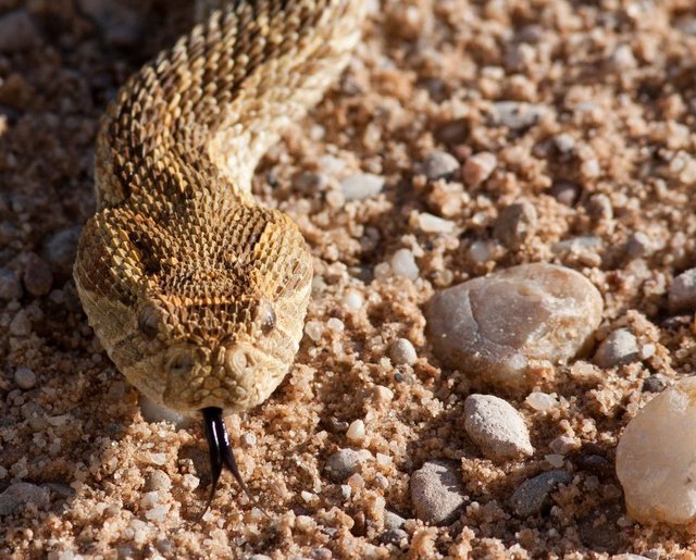 high-angle-view-of-puff-adder-snake-680878367-58f619993df78ca159ef424d.jpg