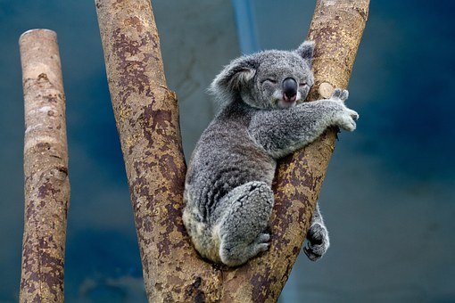koala-1100469__340.jpg