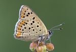 Braune Feuerfalter (Lycaena tityrus)_Q22A6492-x.jpg