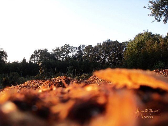 Mableton mulchpile closeup II.JPG