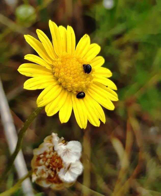 ursinia nana flower.jpg