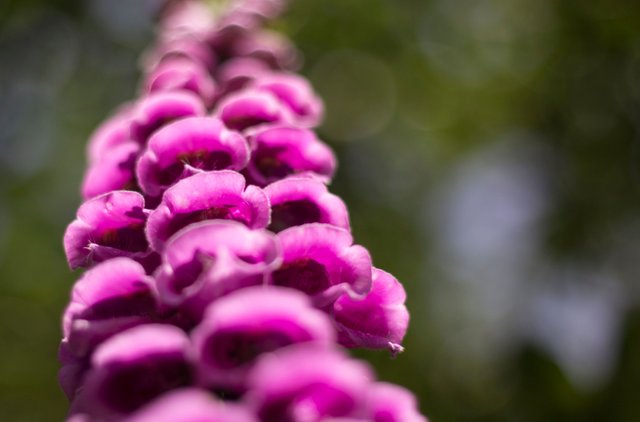fox glove.jpg