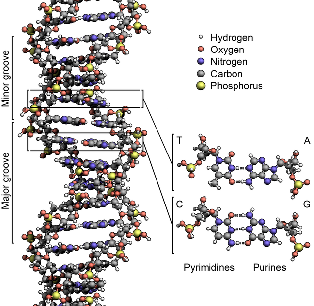 DNA_Structure+Key+Labelled.pn_NoBB.png