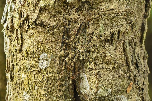 daintree-rainforest-lichen-spider.jpg