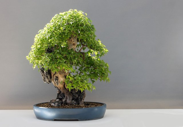 bonsai-2211102_960_720.jpg