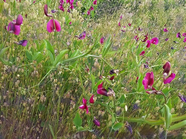 flowers green.jpg