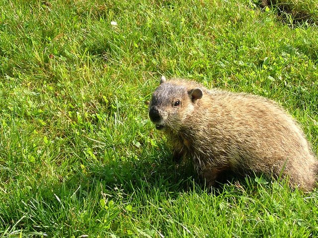 GroundHog.jpg