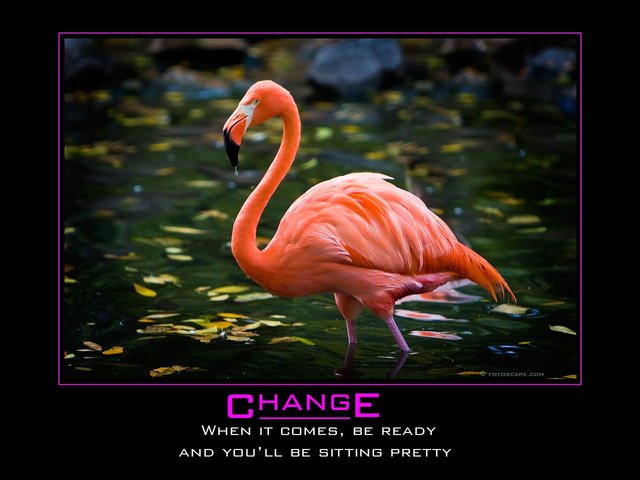 change_Flamingo.jpg