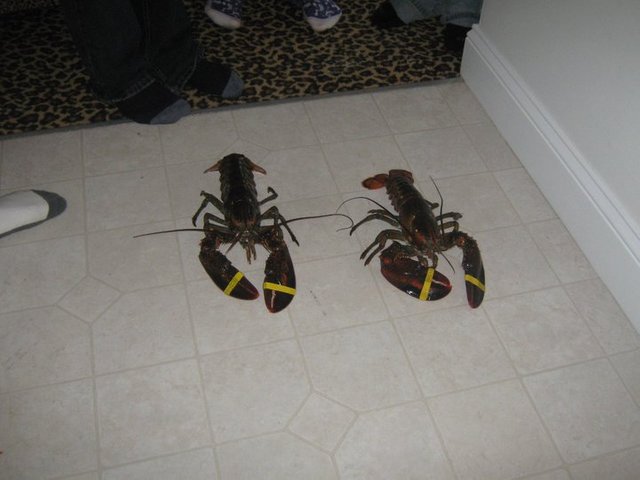 a day lobster races.jpg