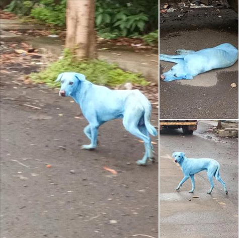 blue dogs.png