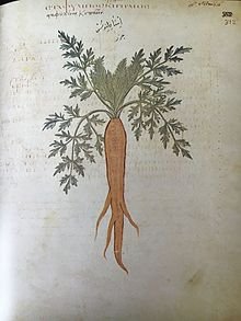 Carrot,_Juliana_Anicia_Codex.jpg