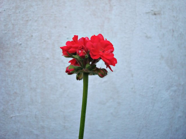 flor a 2.JPG