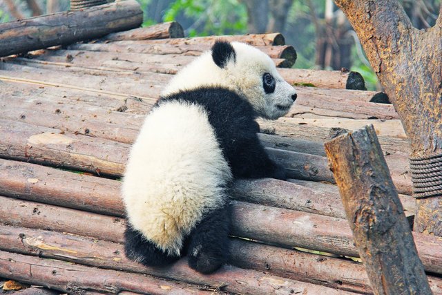panda-5.jpg