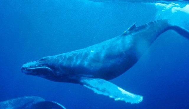 humpbackwhale.jpg.653x0_q80_crop-waha.jpg