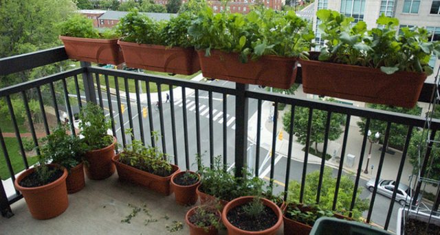 balcony-garden-ideas-gardening-tips_207243-840x450.jpg