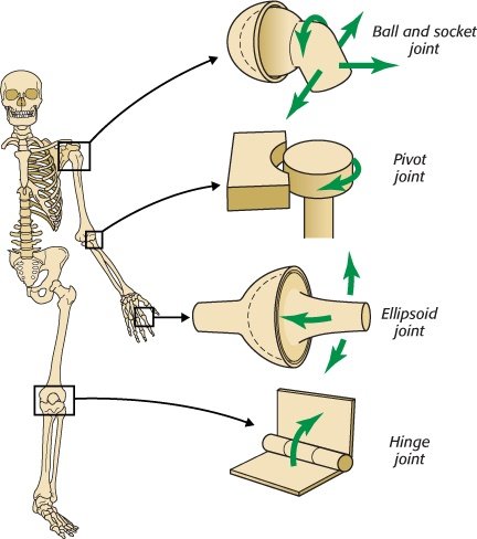 04-joints.png.jpg