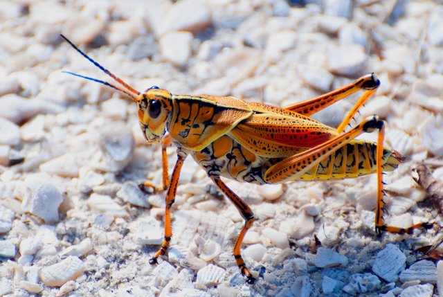 Florida Giant Orange Grasshopper.jpg