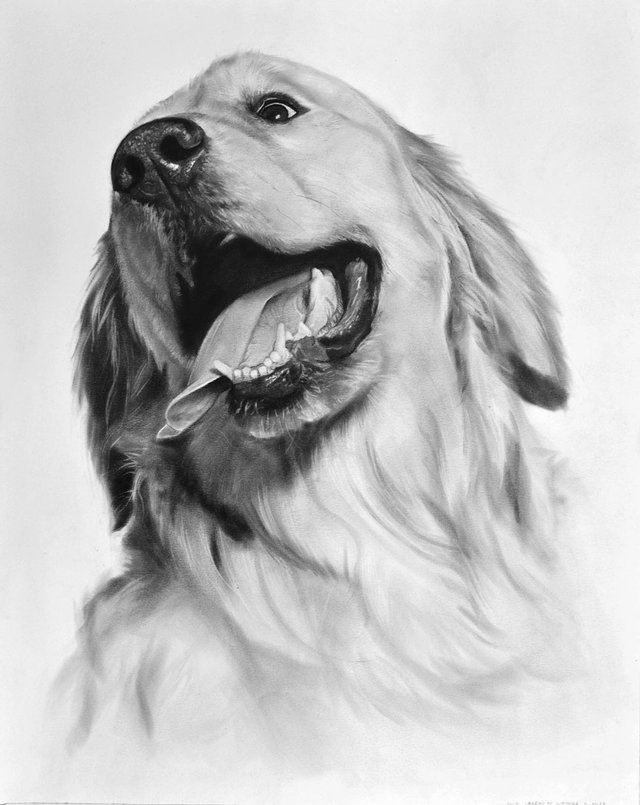 dibujos-mascotas-golden-retriever.jpg