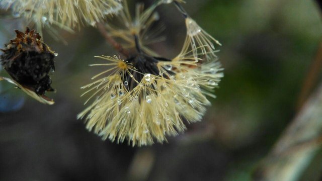 dandelion (4).jpg